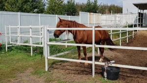 Зображення до посту: Кінний центр у Харкові шукає волонтерів для проєкту підтримки ветеранів