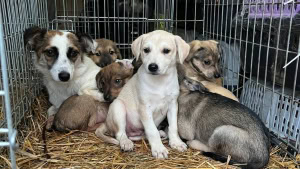 Зображення до посту: «Монети, що допомагають рятувати життя»: ХНУ доєднався до акції на підтримку UAnimals