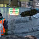 Сосни на майдані Конституції у Харкові