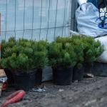 Сосни на майдані Конституції у Харкові