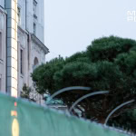 Сосни на майдані Конституції у Харкові