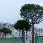 Сосни на майдані Конституції у Харкові