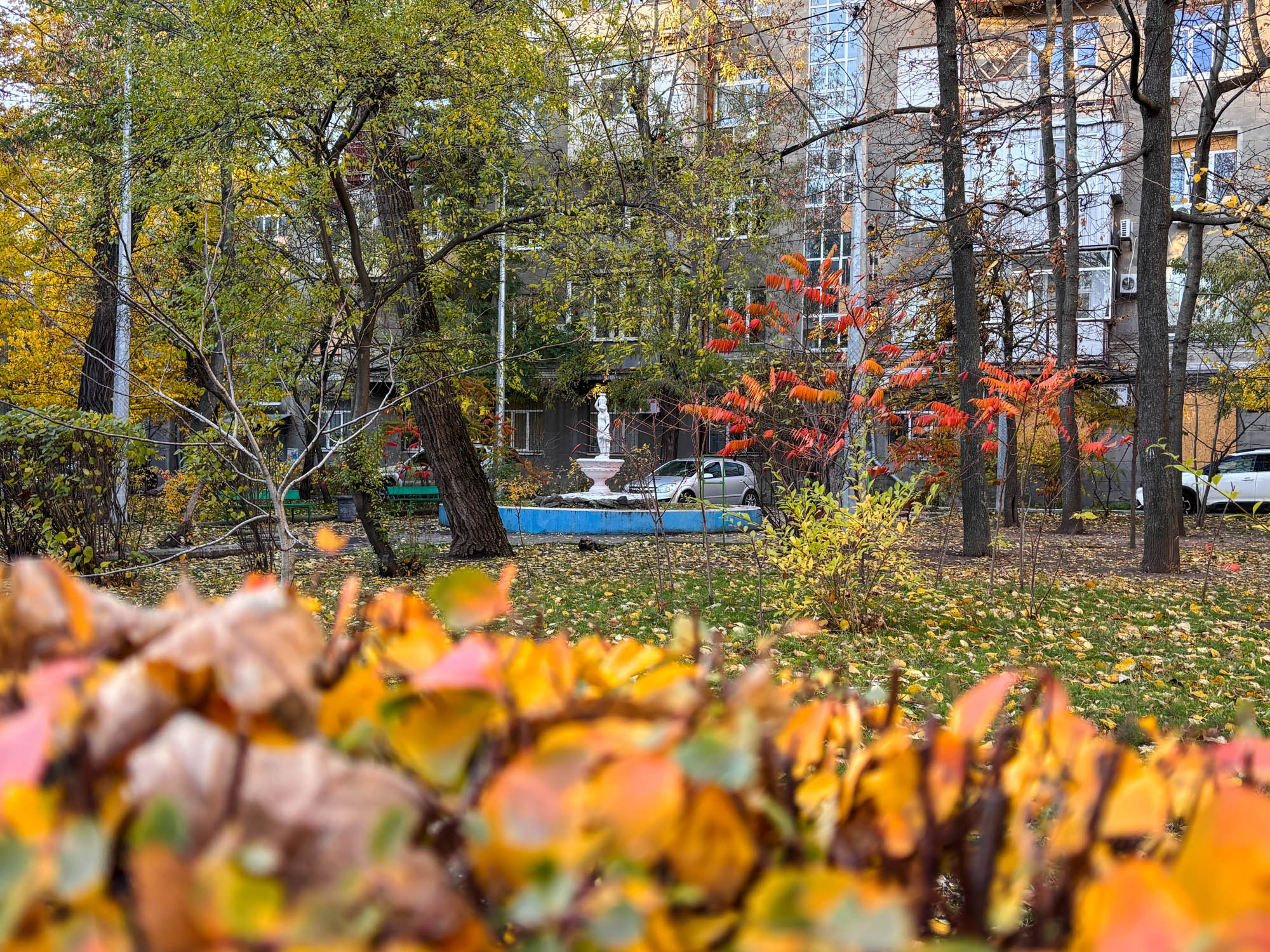 Article Опале листя як цінний ресурс: чому міські правила потребують змін