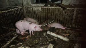 Зображення до посту: Російська армія вдарила по фермі під Старим Салтовом, загинули свині