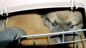 Зображення до посту: Бійці «Хартії» евакуювали з передової п’ятьох цуценят