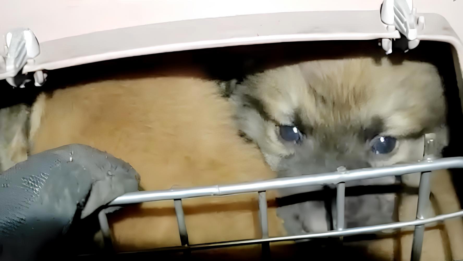 Зображення до:  Бійці «Хартії» евакуювали з передової п’ятьох цуценят