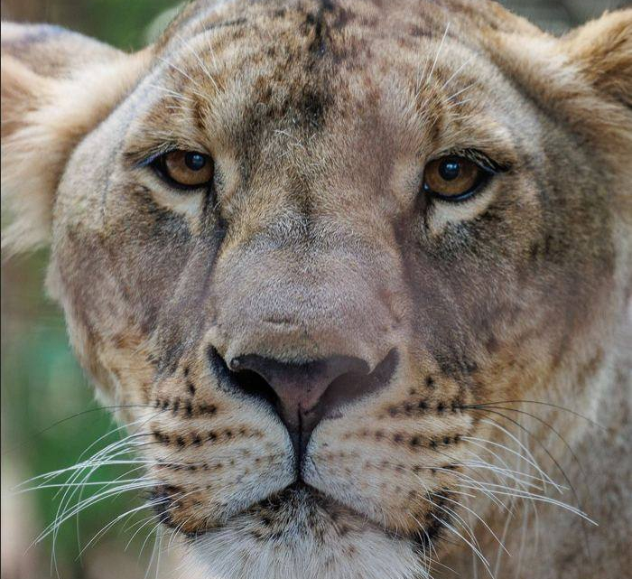 Зображення до:  Врятована на Харківщині левиця Василина померла у Південній Африці