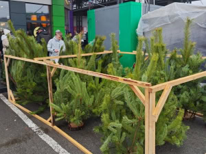 Зображення до посту: У Харкові облаштували понад 50 майданчиків для продажу ялинок