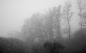 Зображення до посту: Туманна погода на Харківщині збережеться 21 грудня