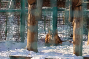 Зображення до посту: Загиблі та поранені тварини: екопарк після російського авіаудару 1 січня — фото