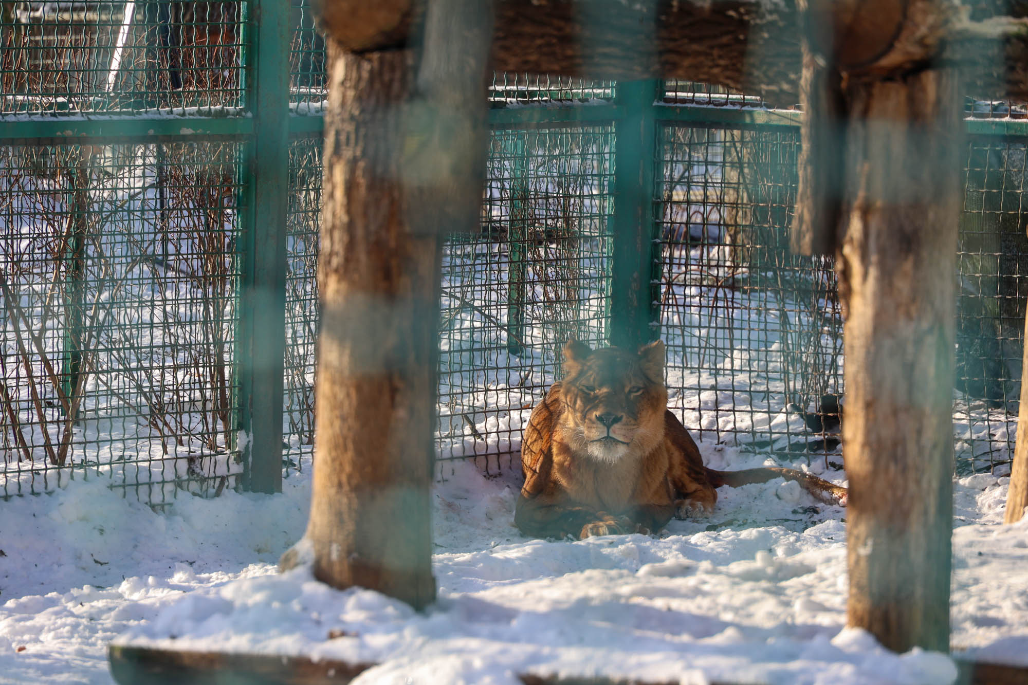 Зображення до:  Загиблі та поранені тварини: екопарк після російського авіаудару 1 січня — фото