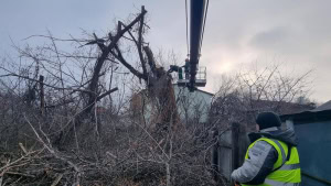 Зображення до посту: У Харкові торік загинуло понад 2,5 тис. дерев
