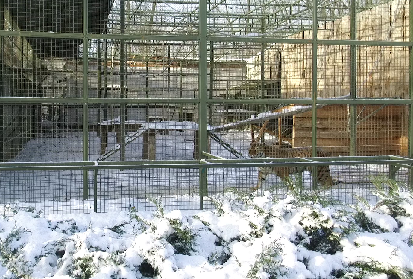 Зображення до:  Удар по екопарку під Харковом: які тварини загинули, в якому стані леви й тигри