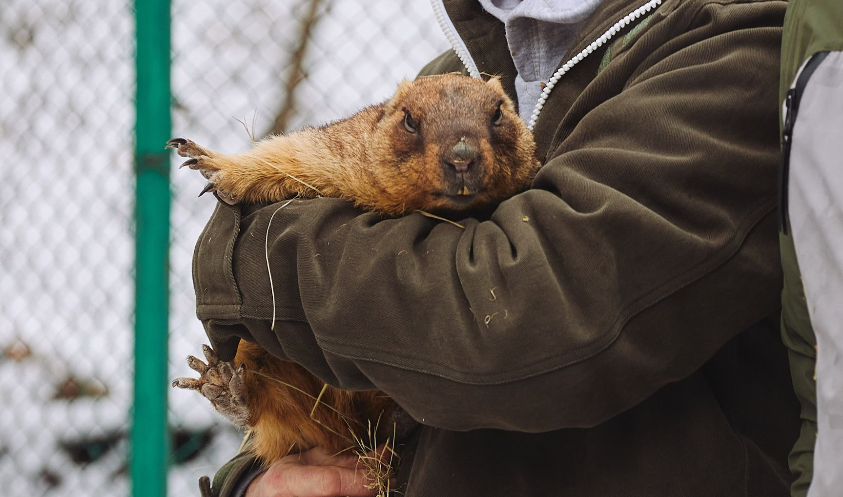 Зображення до:  Втрачають нори, стають здобиччю собак, старіють: як війна вплинула на бабаків Харківщини
