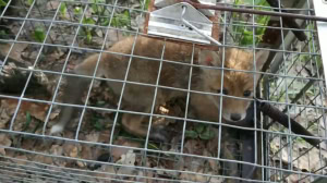 Зображення до посту: Викладав криваві відео в YouTube: поліція розслідує жорстоке поводження з тваринами