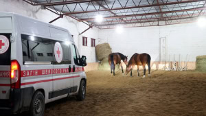 Зображення до посту: Зі Старосалтівської громади почали евакуйовувати покинутих коней