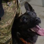 Службовий собака 5 Слобожанської бригади НГУ 