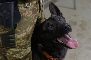 Зображення до посту: Реабілітація і розвантаження: як кінологи бригади «Скіф» із собаками підтримують поранених