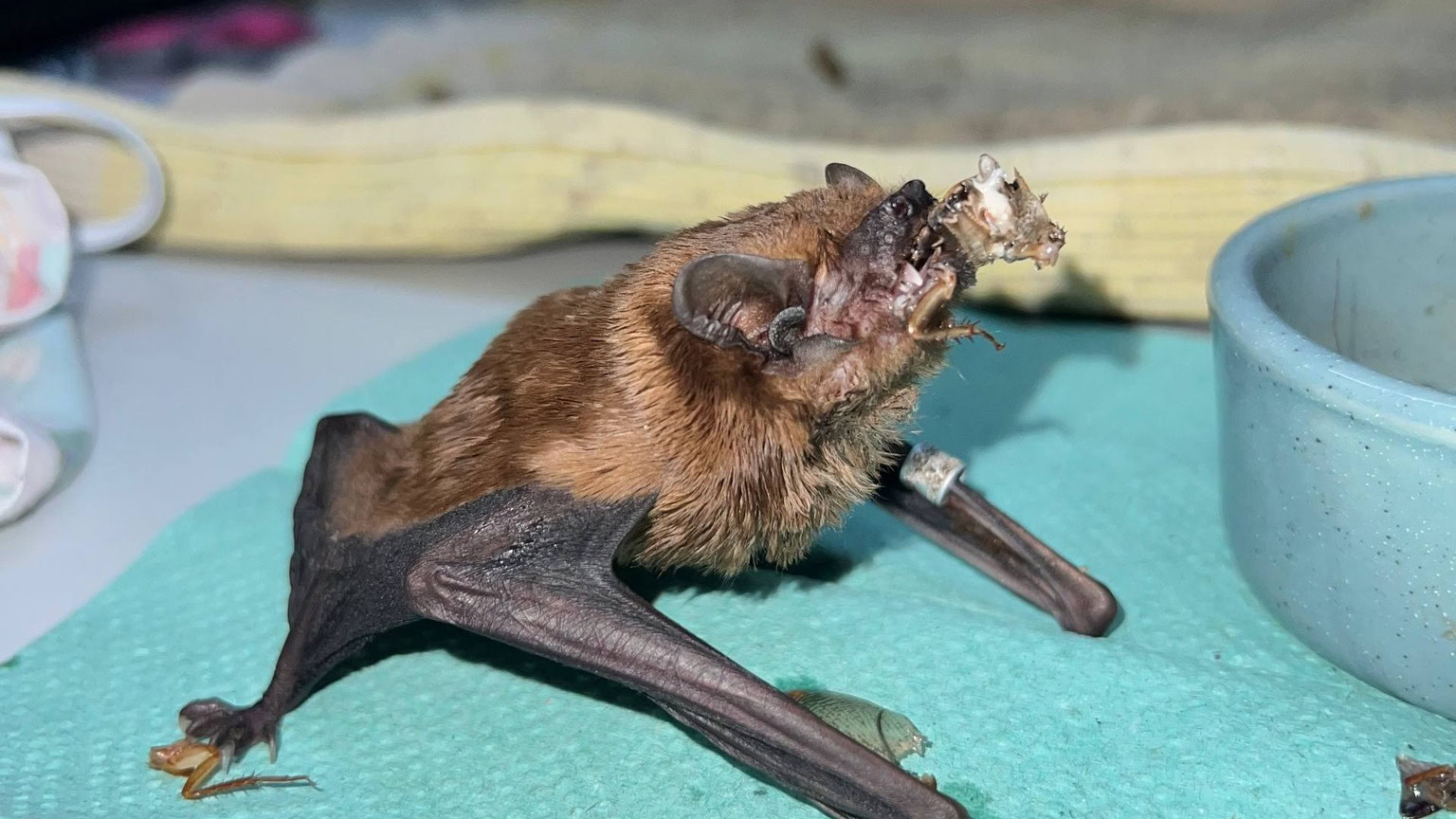 Зображення до:  У Харкові врятували понад 900 кажанів, які зимували на балконі квартири