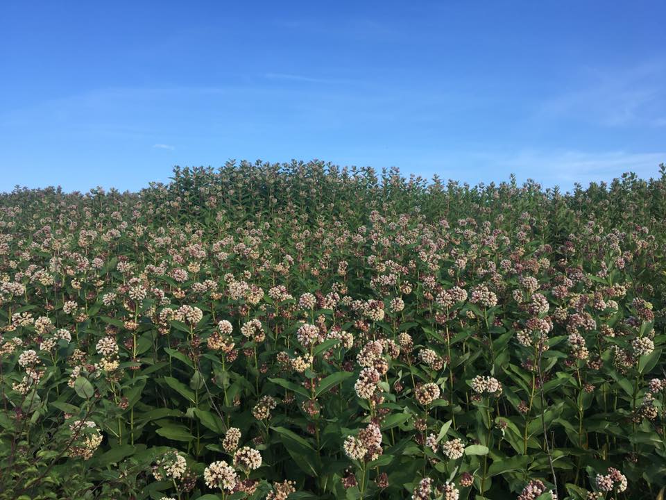 Asclepias syriaca в Чернігівській області України