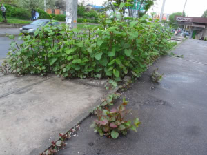 Зображення до посту: Рослини-прибульці у Харкові: корисні чи небезпечні?