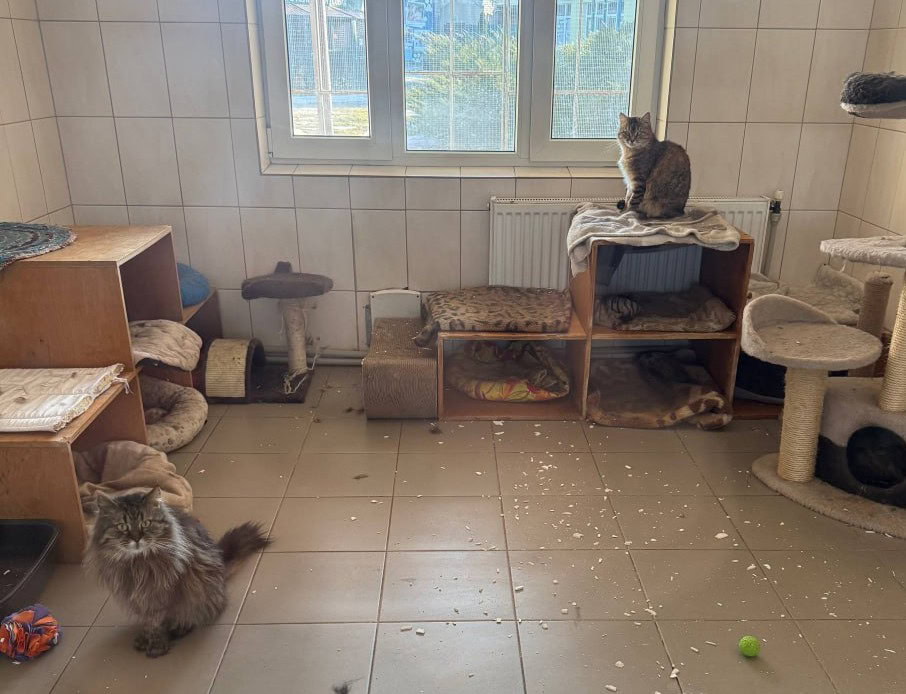 Зображення до:  У Харкові під час російського обстрілу пошкодило притулок для тварин