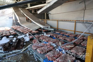 Зображення до посту: Російський дрон у Харкові влучив у м’ясний цех: загинули двоє людей, семеро поранені