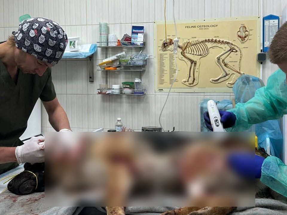 Ветеринари оперують собаку в КП 