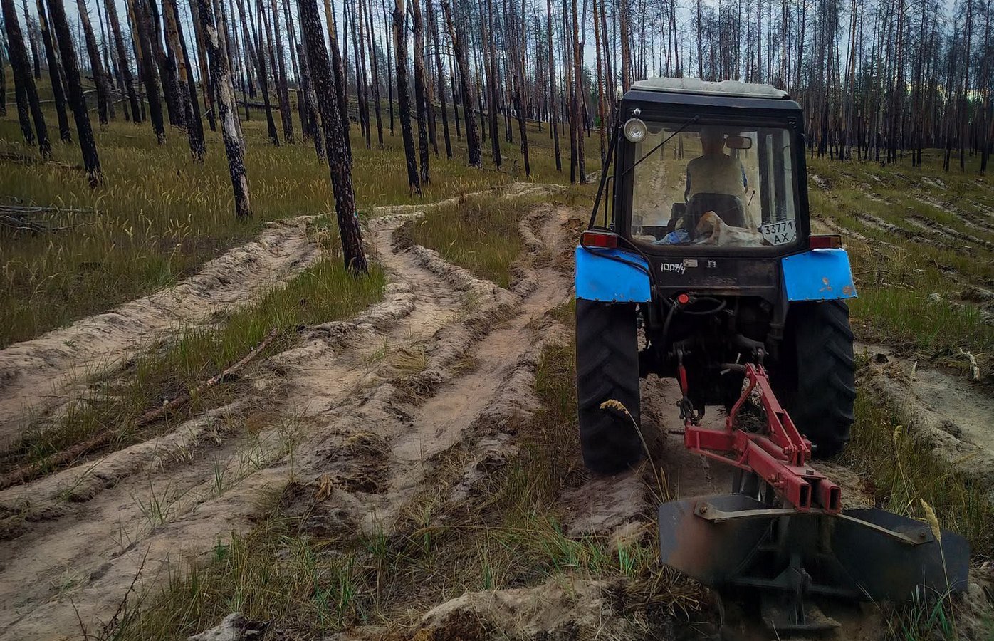 Ліс в Ізюмському районі Харківської області